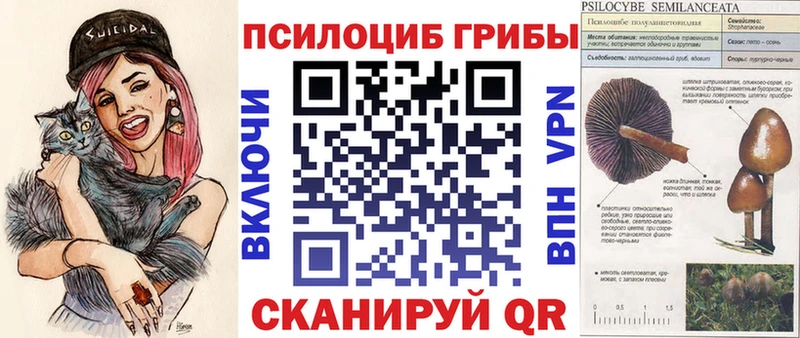 Галлюциногенные грибы Psilocybine cubensis блэк спрут зеркало Заринск